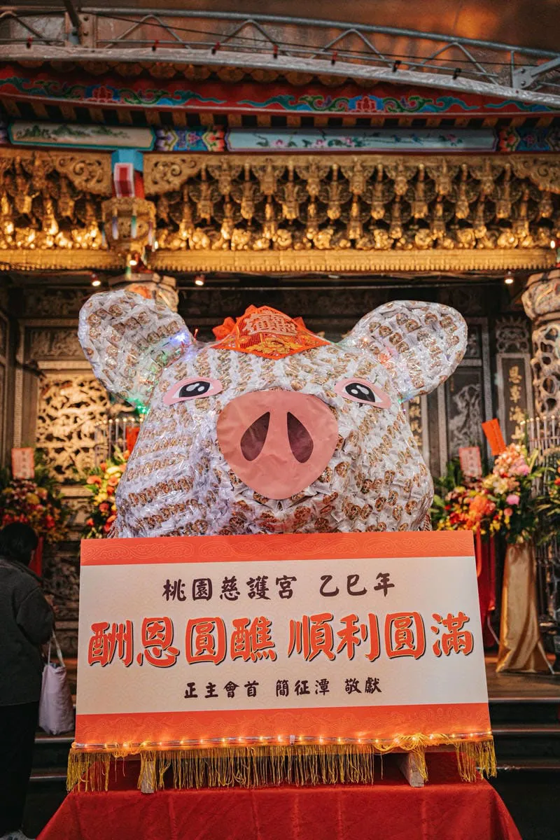 桃園慈護宮豬羊 03 桃園慈護宮豬羊 03